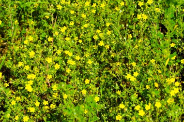 çimen arkaplan ve çiçeklerin resmi