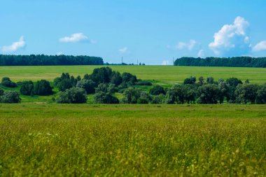 Sabah bir yaz tarlasının görüntüsü