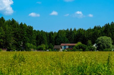 Sabah bir yaz tarlasının görüntüsü