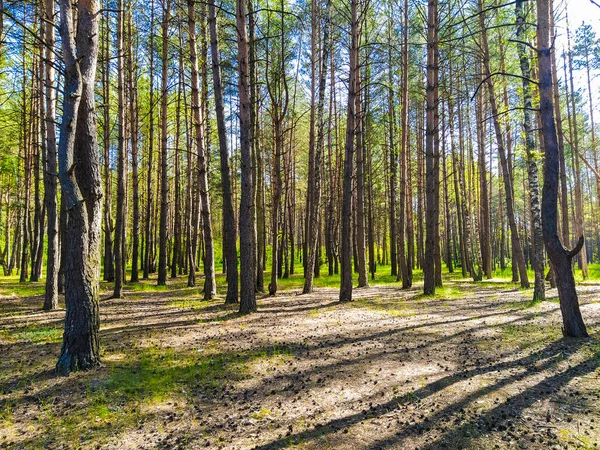 Beeld Van Een Zomerbos — Stockfoto