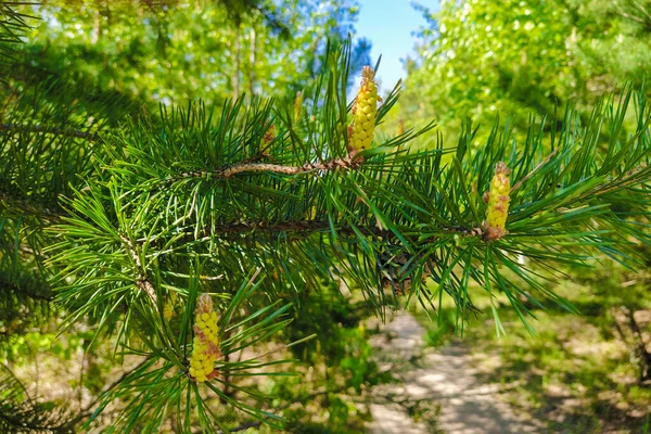 Beeld Van Een Zomerbos — Stockfoto