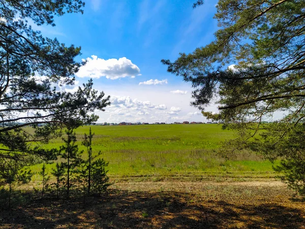 Beeld Van Een Zomer Veld Morgen — Stockfoto