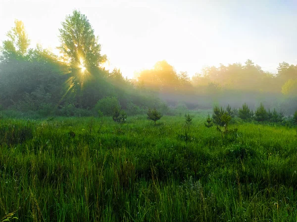 Landschap Met Een Zomerveld Bij Zonsondergang — Stockfoto