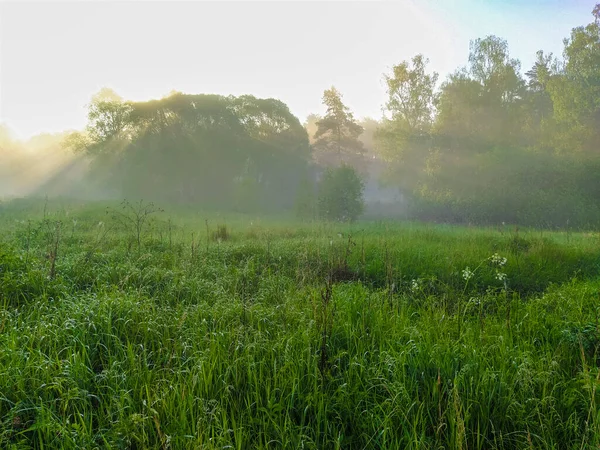 Landschap Met Een Zomerveld Bij Zonsondergang — Stockfoto