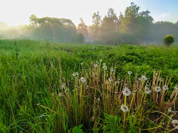 Paysage Avec Champ Été Coucher Soleil — Photo