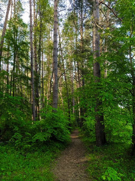 Immagine Una Foresta Estiva — Foto Stock