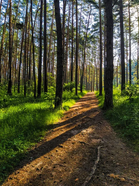 Beeld Van Een Zomerbos — Stockfoto