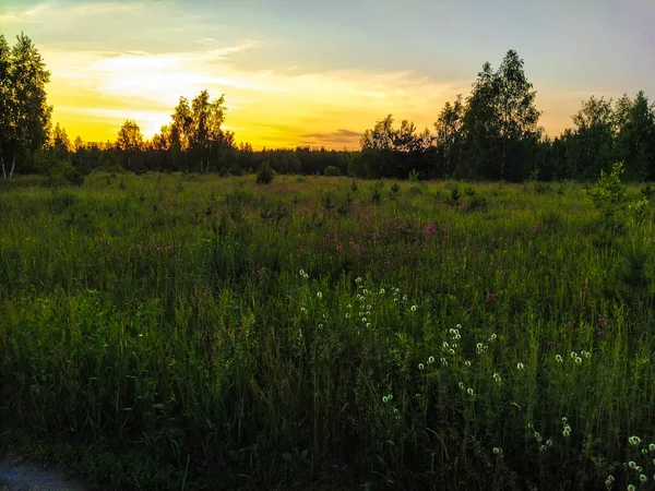 Krajina Letním Polem Při Západu Slunce — Stock fotografie