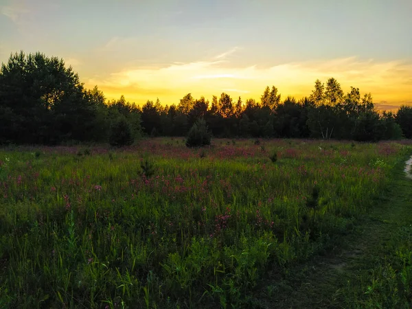 Paisaje Con Campo Verano Atardecer —  Fotos de Stock