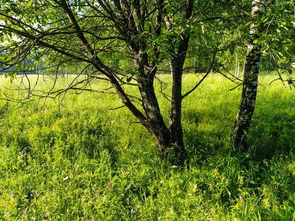 Beeld Van Een Zomer Veld Morgen — Stockfoto