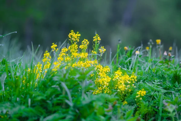 Nahaufnahme Bild Von Gelben Wildblumen — Stockfoto