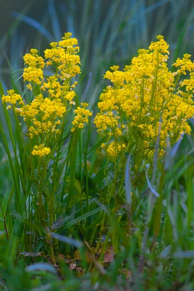 Close Afbeelding Van Gele Wilde Bloemen — Stockfoto