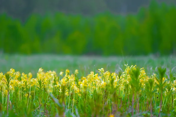 Крупный План Изображения Желтых Полевых Цветов — стоковое фото