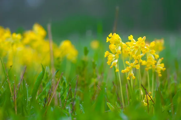 黄色野花的特写图像 — 图库照片