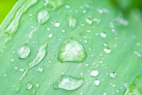 Imagen Primer Plano Las Gotas Lluvia Hierba —  Fotos de Stock