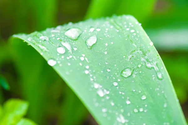 Imagen Primer Plano Las Gotas Lluvia Hierba —  Fotos de Stock