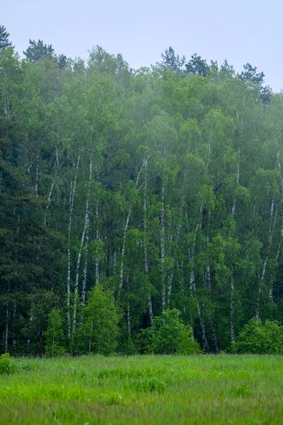 Paisaje Con Campo Bosque Distancia — Foto de Stock