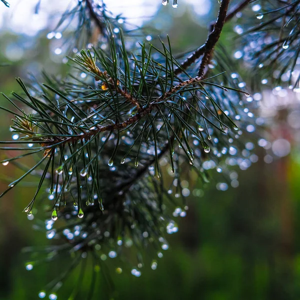 Image Gros Plan Une Goutte Pluie Sur Une Branche Pin — Photo