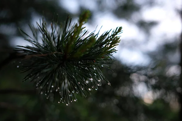 Imagem Close Uma Gota Chuva Ramo Pinheiro — Fotografia de Stock