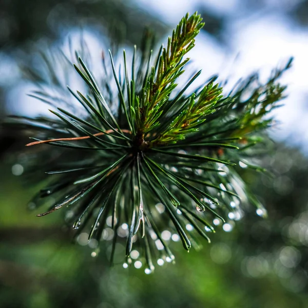 Imagen Cerca Una Gota Lluvia Una Rama Pino —  Fotos de Stock