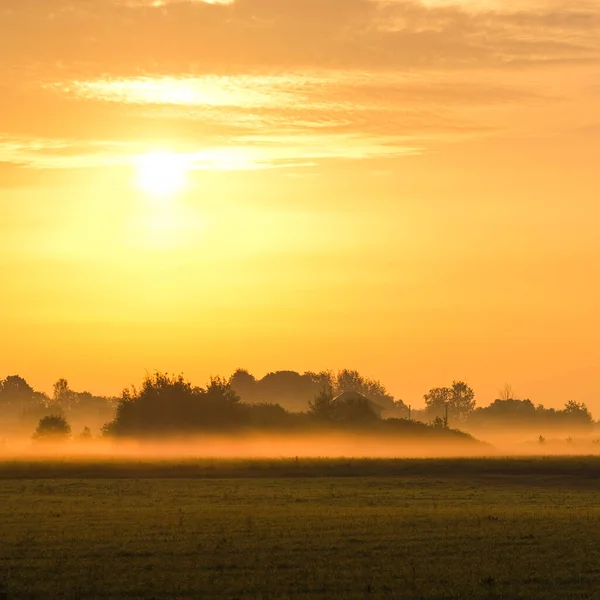 Landskap Med Ett Sommarfält Vid Solnedgången — Stockfoto