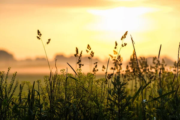 Image Rapprochée Herbe Dans Champ Lever Soleil — Photo