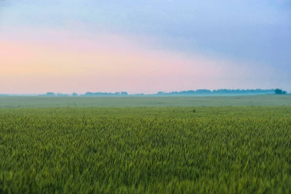 Landschap Met Een Zomerveld Bij Zonsondergang — Stockfoto