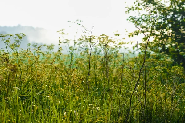 Close Beeld Van Gras Een Veld Bij Zonsopgang — Stockfoto