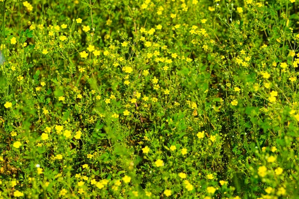 Obraz Tła Trawy Kwiatów — Zdjęcie stockowe
