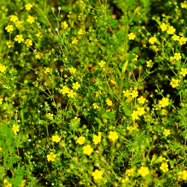 Afbeelding Van Gras Achtergrond Bloemen — Stockfoto