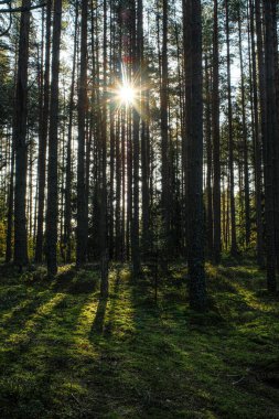 Bir orman görüntüsüyle manzara