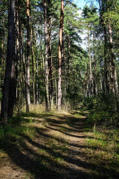 Krajina Obrázkem Lesa — Stock fotografie
