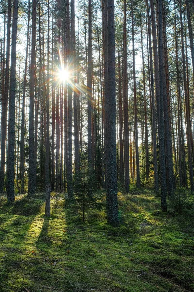 Landschap Met Het Beeld Van Een Bos — Stockfoto