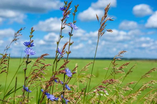 Image Flowers — Stock Photo, Image