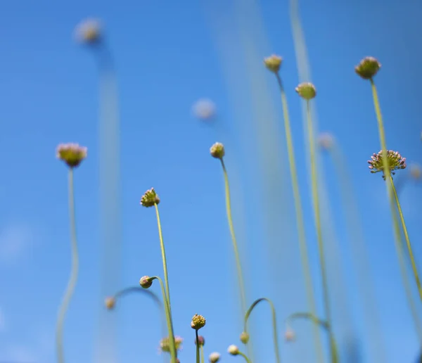Kleine witte bloemen op een afgezwakt op zacht zacht blauwe en roze achtergrond buiten close-up macro . — Stockfoto