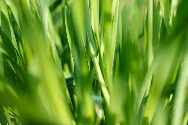 Erba fresca verde con gocciolina d'acqua al sole — Foto Stock