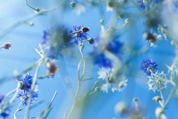 Πολύχρωμα λουλούδια σε μαλακό χρώμα και θολούρα στυλ για φόντο — Φωτογραφία Αρχείου