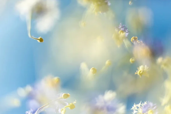 Kosmos blomma och himlen — Stockfoto