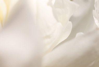 Çiçekler beyaz arka plan