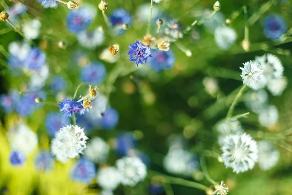 Cichorei bloem in de tuin — Stockfoto