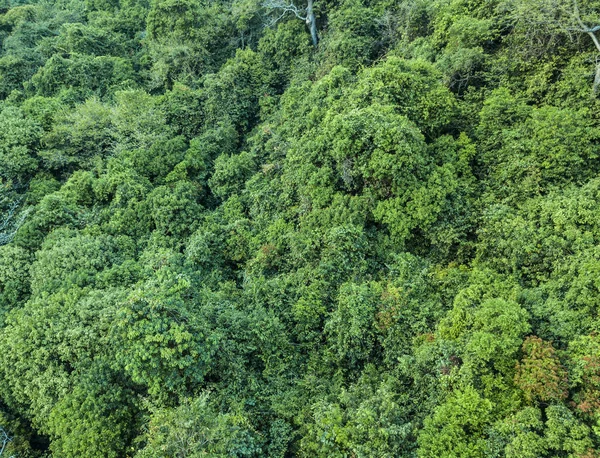 Υγιή πράσινα δέντρα σε ένα δάσος από παλιά έλατα, έλατα και πεύκα στην έρημο ενός εθνικού πάρκου. — Φωτογραφία Αρχείου