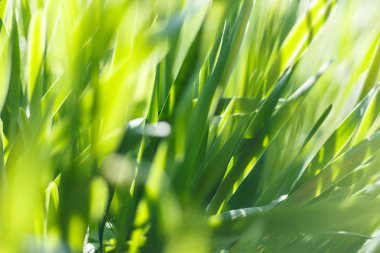 Taze yeşil çimen ve gün ışığında su damlası.