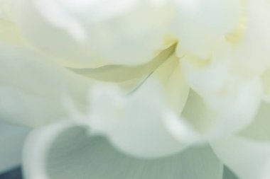 Arka plan beyaz çiçekler. Makro Beyaz yaprakları doku. Yumuşak rüya gibi görüntü