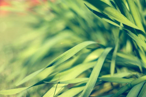 Erba fresca verde con gocciolina d'acqua al sole — Foto Stock