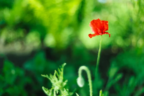 Flor de amapola. Primer plano sobre fondo verde. Flor, primavera, flores, amapolas. Flor de amapola naranja . —  Fotos de Stock