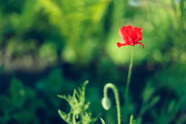 Wild poppy flower. Closeup on green backdrop. Blossom, spring, flowers, poppies. — Stock Photo, Image