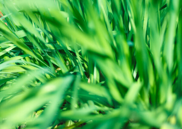 Fresh green grass with water droplet in sunshine