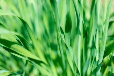 Taze yeşil çimen ve gün ışığında su damlası.