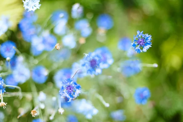 Színes virágok, a lágy szín és stílus háttér életlenítés — Stock Fotó