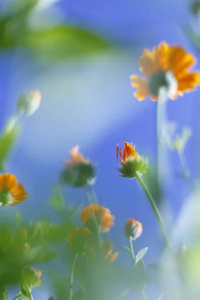 Küçük beyaz çiçekler bir tonda üzerinde yumuşak yumuşak mavi ve pembe bir arka plan açık havada yakın çekim makro . — Stok fotoğraf